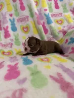 Scout, a male Boston Terrier for sale in Sarcoxie, MO – Photo 5 of 8