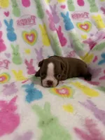 Scout, a male Boston Terrier for sale in Sarcoxie, MO – Photo 4 of 8