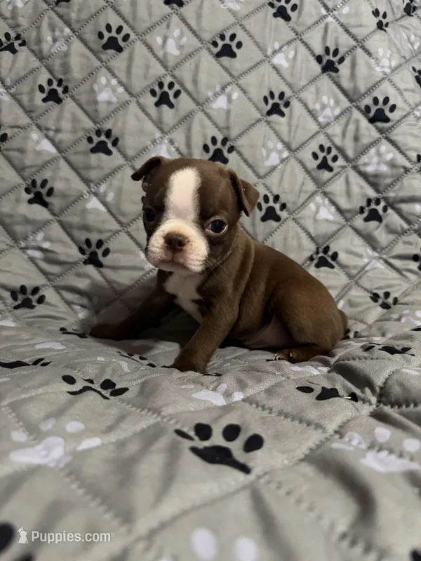 Scout – Boston Terrier puppy on hold in Sarcoxie, MO