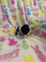 Blu, a male Boston Terrier for sale in Sarcoxie, MO – Photo 1 of 7