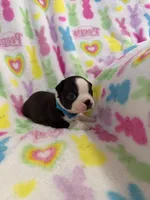 Blu, a male Boston Terrier for sale in Sarcoxie, MO – Photo 6 of 7
