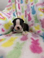 Blu, a male Boston Terrier for sale in Sarcoxie, MO – Photo 3 of 7