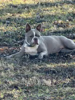 Blu, a male Boston Terrier for sale in Sarcoxie, MO – Photo 4 of 7