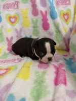 Stetson, a male Boston Terrier for sale in Sarcoxie, MO – Photo 3 of 9
