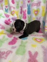 Stetson, a male Boston Terrier for sale in Sarcoxie, MO – Photo 4 of 9