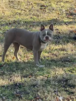 Stetson, a male Boston Terrier for sale in Sarcoxie, MO – Photo 8 of 9