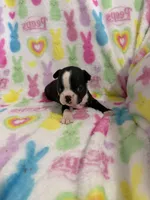 Stetson, a male Boston Terrier for sale in Sarcoxie, MO – Photo 6 of 9