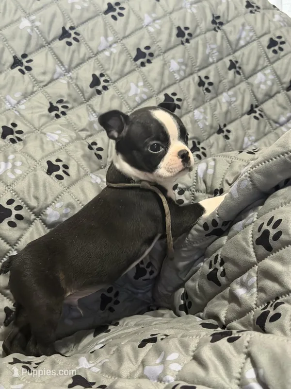Stetson – Boston Terrier puppy for sale in Sarcoxie, MO