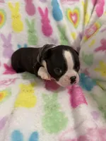 Stetson, a male Boston Terrier for sale in Sarcoxie, MO – Photo 2 of 9