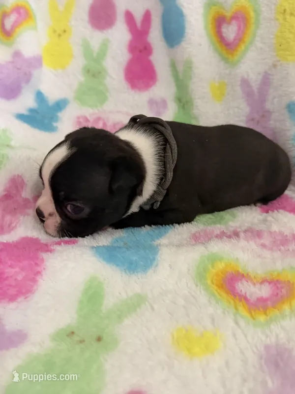Stetson – Boston Terrier puppy for sale in Sarcoxie, MO