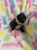 Stetson, a male Boston Terrier for sale in Sarcoxie, MO – Photo 5 of 9