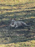Maximus, a male Boston Terrier for sale in Sarcoxie, MO – Photo 8 of 10