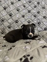 Maximus, a male Boston Terrier for sale in Sarcoxie, MO – Photo 6 of 10