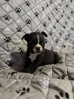 Maximus, a male Boston Terrier for sale in Sarcoxie, MO – Photo 4 of 10