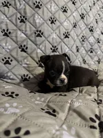 Maximus, a male Boston Terrier for sale in Sarcoxie, MO – Photo 3 of 10