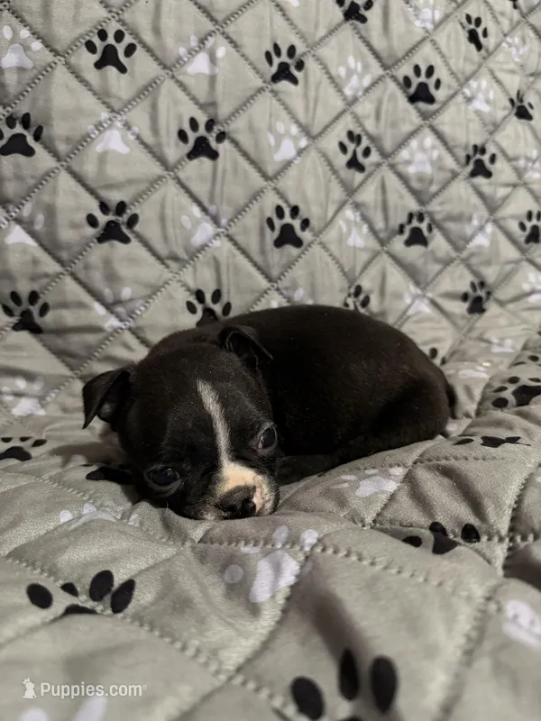 Maximus – Boston Terrier puppy for sale in Sarcoxie, MO