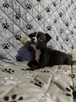 Maximus, a male Boston Terrier for sale in Sarcoxie, MO – Photo 2 of 10