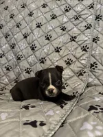 Maximus, a male Boston Terrier for sale in Sarcoxie, MO – Photo 5 of 10