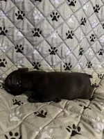 Maximus, a male Boston Terrier for sale in Sarcoxie, MO – Photo 7 of 10