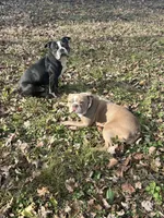 Maximus, a male Boston Terrier for sale in Sarcoxie, MO – Photo 9 of 10