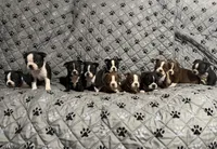 Maximus, a male Boston Terrier for sale in Sarcoxie, MO – Photo 10 of 10