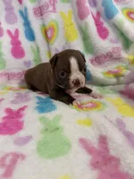 Lily, a female Boston Terrier for sale in Sarcoxie, MO – Photo 2 of 7