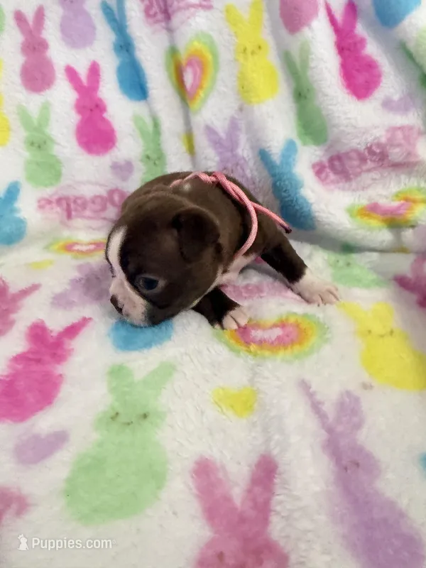 Lily – Boston Terrier puppy for sale in Sarcoxie, MO