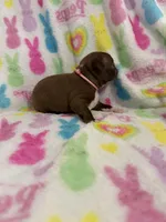 Lily, a female Boston Terrier for sale in Sarcoxie, MO – Photo 3 of 7