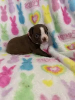 Lily, a female Boston Terrier for sale in Sarcoxie, MO – Photo 5 of 7