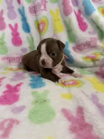 Lily, a female Boston Terrier for sale in Sarcoxie, MO – Photo 4 of 7