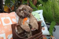 Porkchop, a male Shih Tzu for sale in Lewisburg, KY – 3 of 5