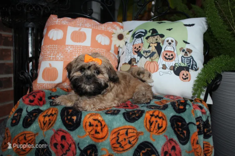 Dolly – Shih Tzu puppy for sale in Lewisburg, KY