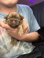 Porkchop, a female Shih Tzu for sale in Lewisburg, KY – 2 of 2