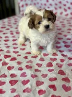 Ladybug , a female Shih Tzu and Poodle - Toy  for sale in Lewisburg, KY – Photo 3 of 4