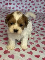 Ladybug , a female Shih Tzu and Poodle - Toy  for sale in Lewisburg, KY – Photo 4 of 4