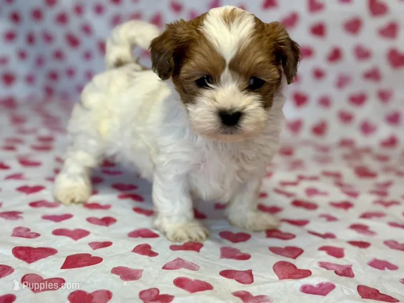 Ladybug  – Shih Tzu, Poodle - Toy  puppy for sale in Lewisburg, KY