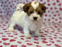 Ladybug , a female Shih Tzu and Poodle - Toy  for sale in Lewisburg, KY – Photo 1 of 4