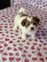 Ladybug , a female Shih Tzu and Poodle - Toy  for sale in Lewisburg, KY – Photo 2 of 4