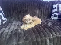 Biscuit, a male Shih Tzu for sale in Lewisburg, KY – 3 of 10