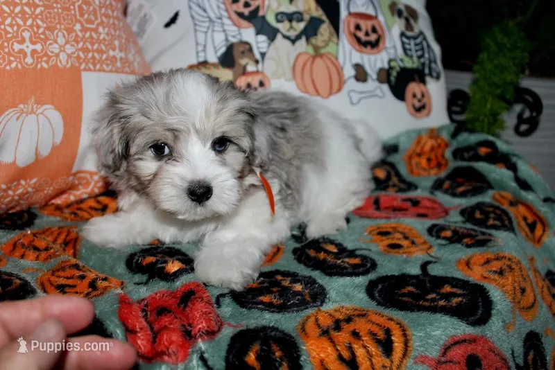 Cosmo – Maltipoo puppy for sale in Lewisburg, KY