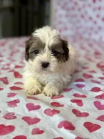 Pixie, a female Shih Tzu and Poodle - Toy  for sale in Lewisburg, KY – Photo 1 of 2