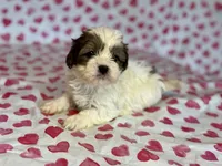 Pixie, a female Shih Tzu and Poodle - Toy  for sale in Lewisburg, KY – Photo 2 of 2
