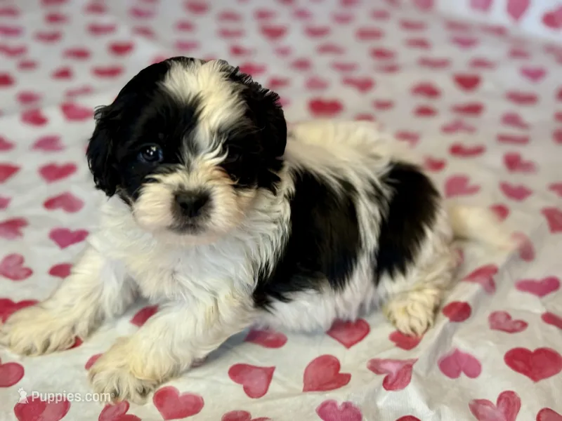 Bandit  – Shih Tzu, Poodle - Toy  puppy for sale in Lewisburg, KY