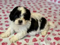 Bandit , a male Shih Tzu and Poodle - Toy  for sale in Lewisburg, KY – Photo 1 of 3