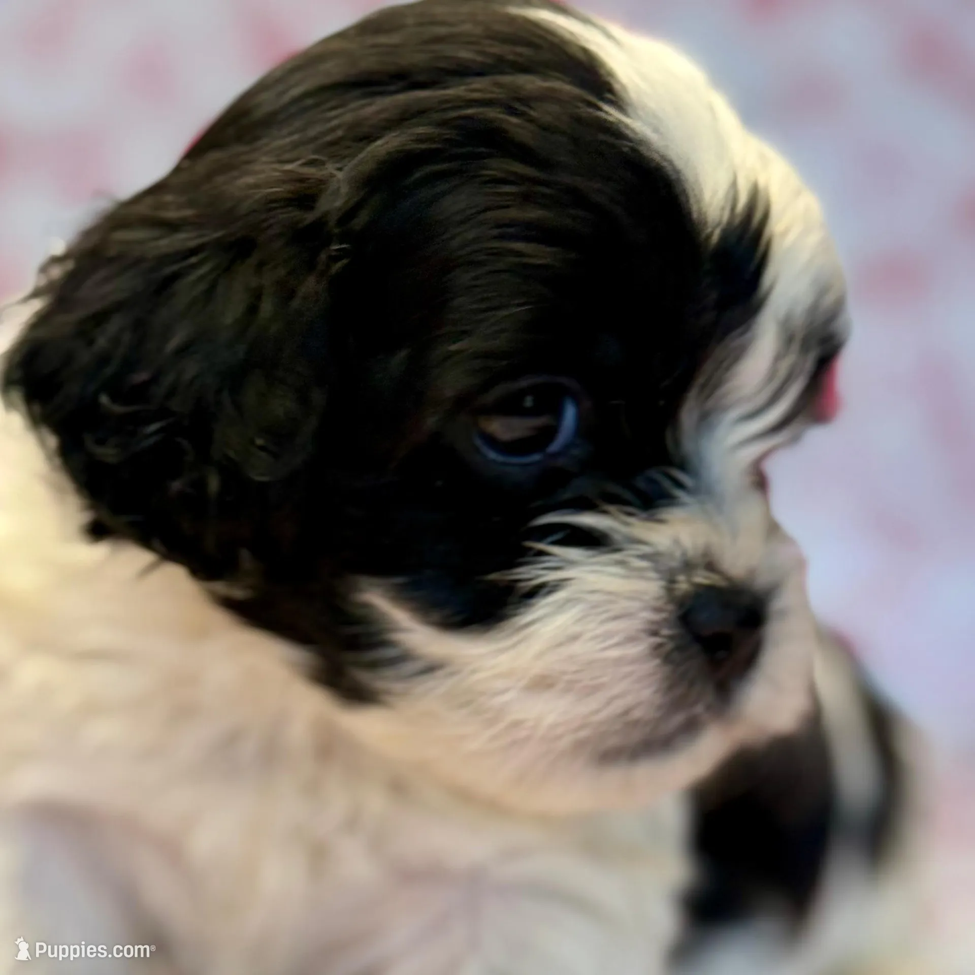 Bandit , a male Shih Tzu and Poodle - Toy  for sale in Lewisburg, KY – Photo 2 of 3