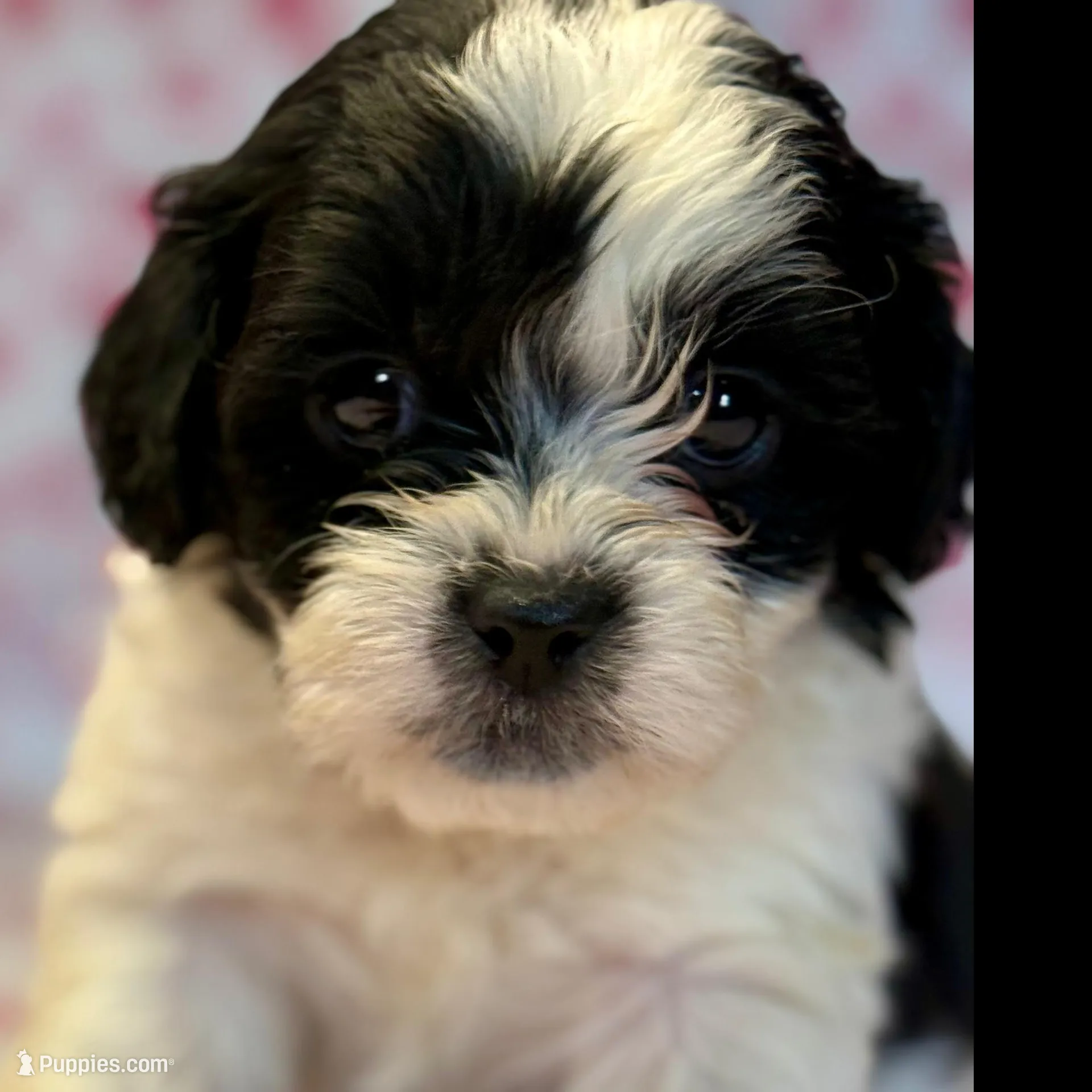 Bandit , a male Shih Tzu and Poodle - Toy  for sale in Lewisburg, KY – Photo 3 of 3