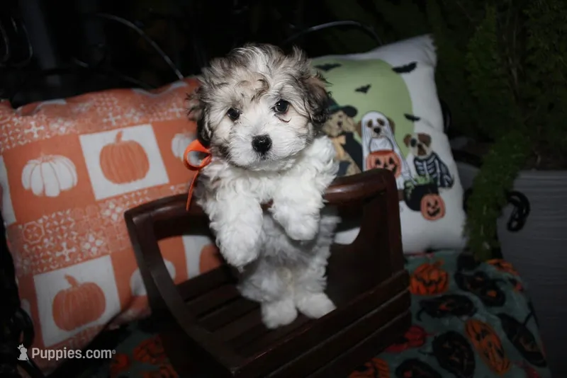 Foxy – Maltipoo puppy for sale in Lewisburg, KY