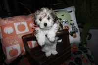 Foxy, a female Maltipoo for sale in Lewisburg, KY – 1 of 2