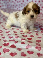 Biscuit, a male Shih Tzu and Poodle - Toy  for sale in Lewisburg, KY – Photo 2 of 3
