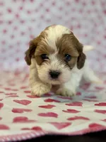 Biscuit, a male Shih Tzu and Poodle - Toy  for sale in Lewisburg, KY – Photo 3 of 3
